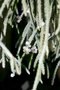 vignette Rhipsalis baccifera ssp. horrida