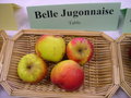 vignette Pomme 'Belle Jugonnaise'