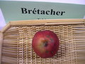 vignette Pomme 'Brtacher'