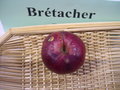 vignette Pomme 'Brtacher'