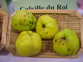 vignette Pomme 'Calville du Roi' = 'Citron d'Hiver' = 'Fire Crowned Pippin' = 'Konigs Calville' = 'London Pippin' = 'Nex London Pippin' = ' De Londres'