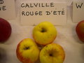 vignette Pomme 'Calville Rouge d't'