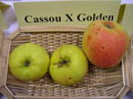 vignette Pomme 'Cassou x Golden'