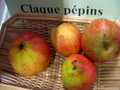 vignette Pomme 'Claque Ppins'