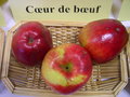 vignette Pomme 'Coeur de Boeuf'