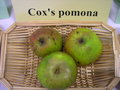 vignette Pomme 'Cox's Pomona'