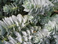 vignette Euphorbia myrsinites