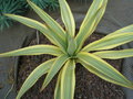 vignette Yucca gloriosa 'Contradiction' (='Walbristar'', 'Bright Star')