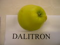 vignette Pomme 'Dalitron'