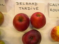 vignette Pomme 'Delbard Tardive'