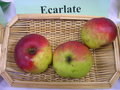 vignette Pomme 'Ecarlate'