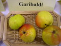 vignette Pomme 'Garibaldi'