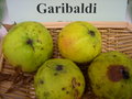 vignette Pomme 'Garibaldi'