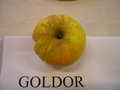 vignette Pomme 'Goldor'