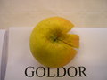 vignette Pomme 'Goldor'