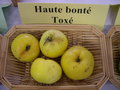 vignette Pomme 'Haute Bont Tox'