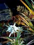 vignette Edelweiss - Leontopoduim alpinum