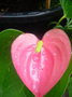 vignette Anthurium rose