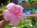 vignette Hibiscus rose