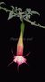 vignette brugmansia wildfire (type flava)