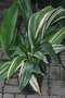 vignette Aspidistra elatior 'Variegata'