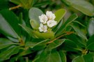 vignette Rhaphiolepis umbellata