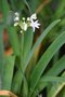 vignette Tulbaghia fragrans