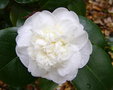 vignette Camlia ' Nobilissima ' camellia  japonica