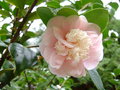 vignette Camlia ' DUCHESSE DECAZES  ' camellia japonica
