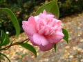 vignette Camlia ' DUCHESSE DECAZES  ' camellia japonica