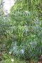 vignette Cyperus involucratus 'Gracilis'