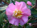 vignette Camlia ' Sugar Dream ' camellia hybride, odorant