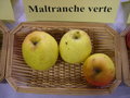 vignette Pomme 'Maltranche Verte'