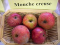 vignette Pomme 'Mouche Creuse'