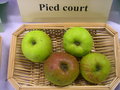 vignette Pomme 'Pied Court' = 'Courte Queue'
