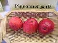 vignette Pomme 'Pigeonnet Petit'