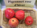 vignette Pomme 'Pigeonnet Rose d'Hiver'