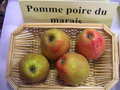 vignette Pomme 'Poire du Marais'