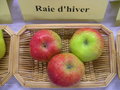 vignette Pomme 'Raie d'Hiver' = 'Red Hivais', 'Raid Hivais'
