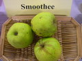 vignette Pomme 'Smoothee' = 'Yellow Delicious'