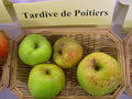 vignette Pomme 'Tardive de Poitiers'
