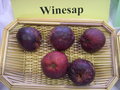 vignette Pomme 'Winesap' = 'Winter Winesap' = 'Ginger Gold' = 'Mountain Cove 509'