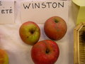 vignette Pomme 'Winston' = 'Winter King'