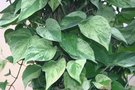 vignette Philodendron scandens cv.