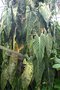 vignette Philodendron andreanum