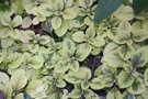 vignette Plectranthus ciliatus 'Easy Gold'