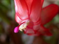 vignette schlumbergera