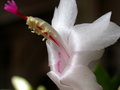 vignette schlumbergera