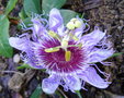 vignette Passiflora '  Purple Rain ' passiflore