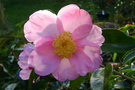 vignette Camlia ' Plantation pink ' Camellia sasanqua